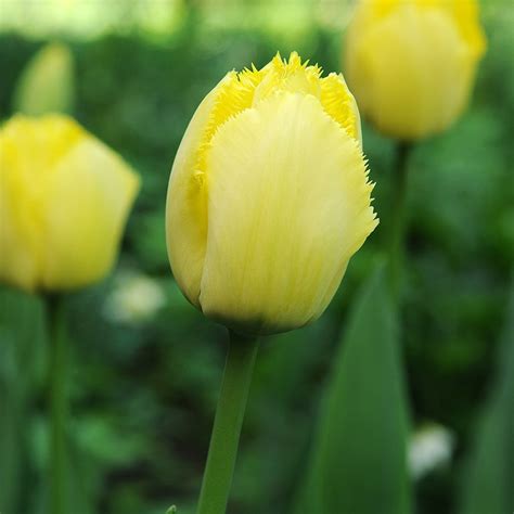 Tulipa 'Fringed Elegance' (Fringed Tulip)